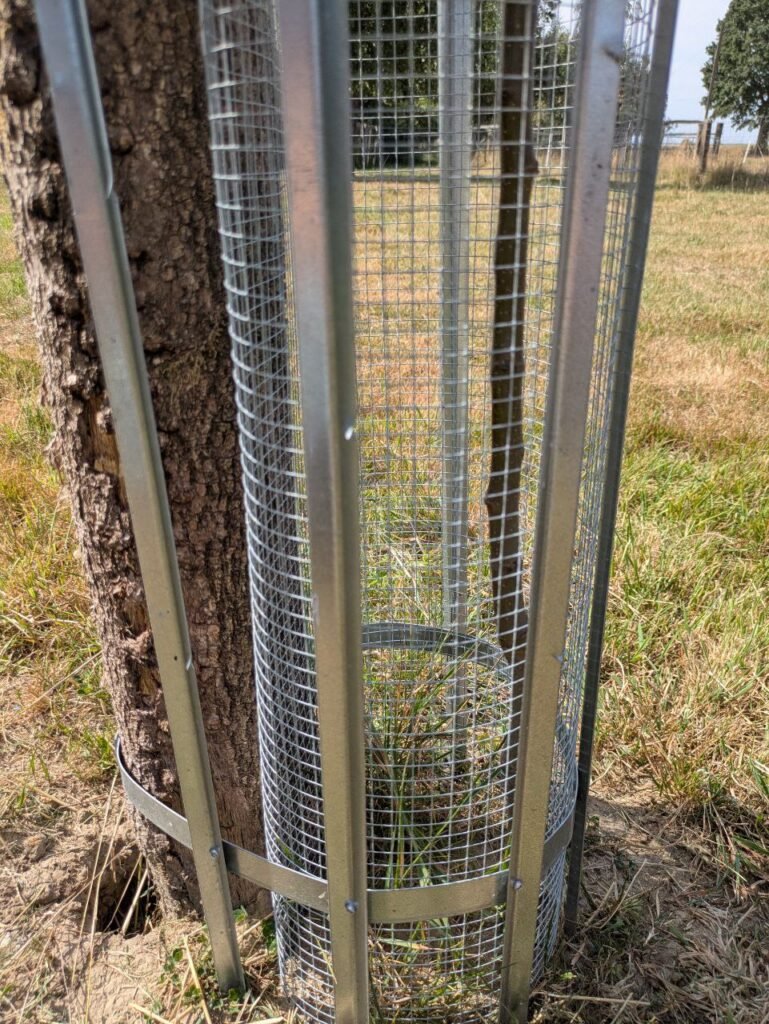 Ein Baumwaechter von nahmen unten am Stamm mit Gittergeflecht
