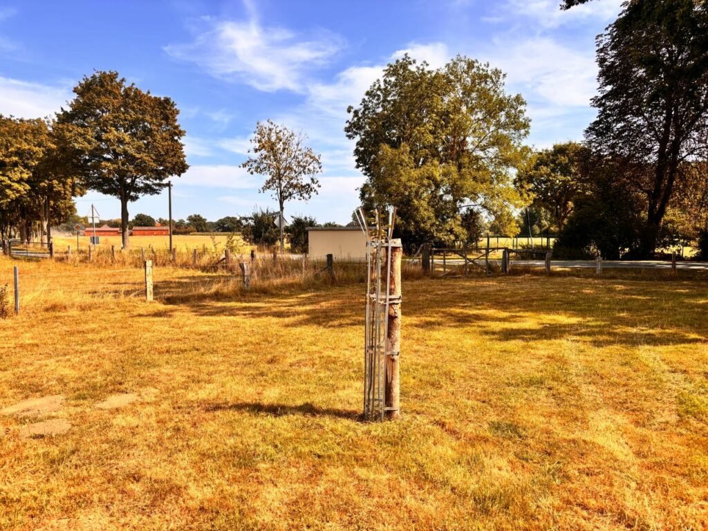 Ein Baumwächter Verbissschutz auf einer Wiese