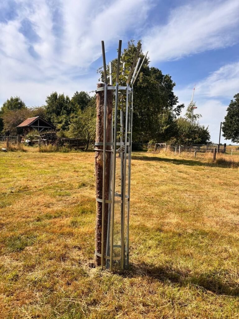 Ein großer Baumwächer Verbissschutz auf einer Wiese