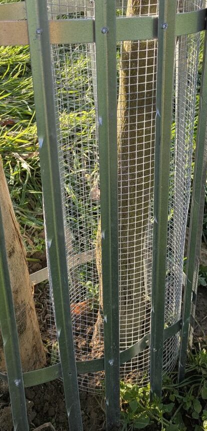 baumwaechter ziegen nah